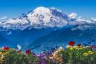 Colorful flowers, Mount Rainier, Crystal Mountain lookout, Pierce County, Washington State, Usa. Art Print
